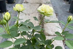 雪山系列月季哪個(gè)好?